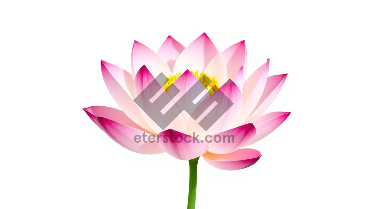 Picture of Colorful lotus flower icon design element in pink.
