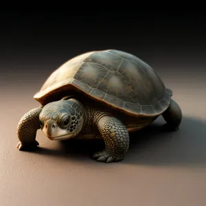 Slow and Steady: Terrapin Shell Protection
