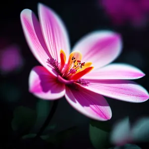 Purple Daisy Petals in Bloom