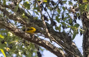 Yellow warbler bird perched on branch in forest.