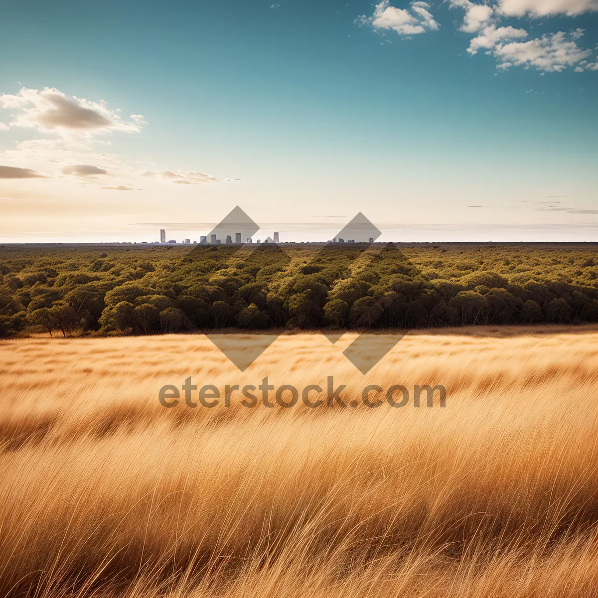 Picture of Serenity on the Horizon: Rural Wheat Field at Sunset