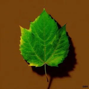 Lush Summer Foliage in Vibrant Green