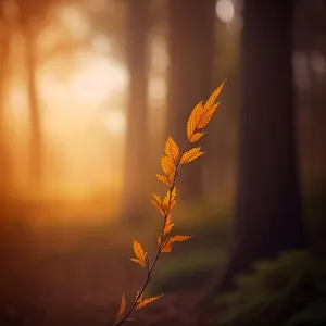 Golden Wheat Tree at Sunset