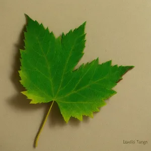 Vibrant Maple Leaf in Lush Summer Garden