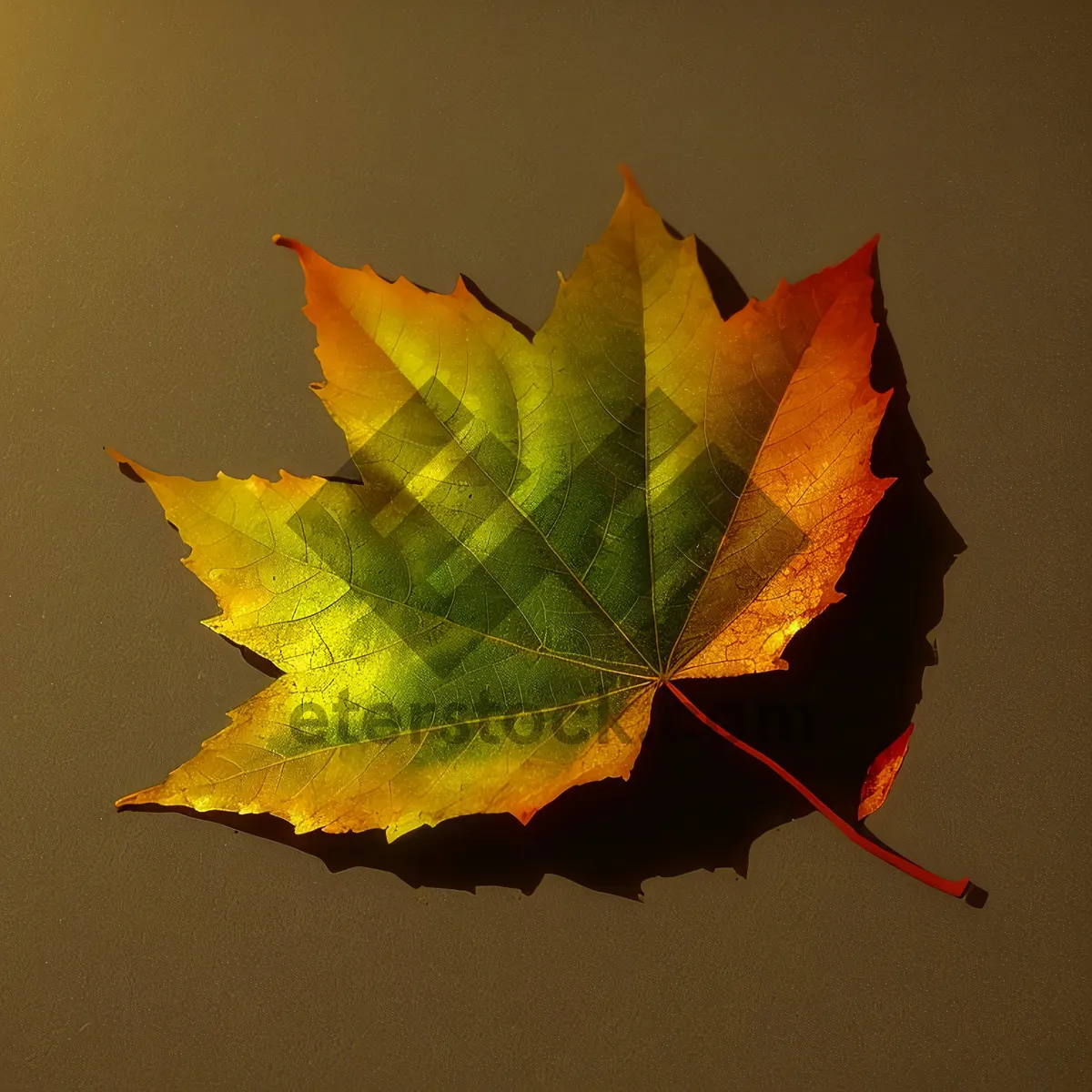 Picture of Golden Autumn Leaves in Vibrant Maple Forest