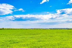 Scenic rural landscape with rapeseed field under sunny sky