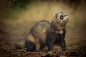 Brown Weasel at the Wildlife Zoo with Cute Fur