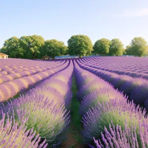 Lavender Field in Serene Agricultural Landscape