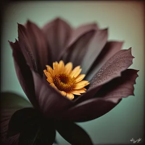Vibrant Sunflower Blossom in Full Bloom