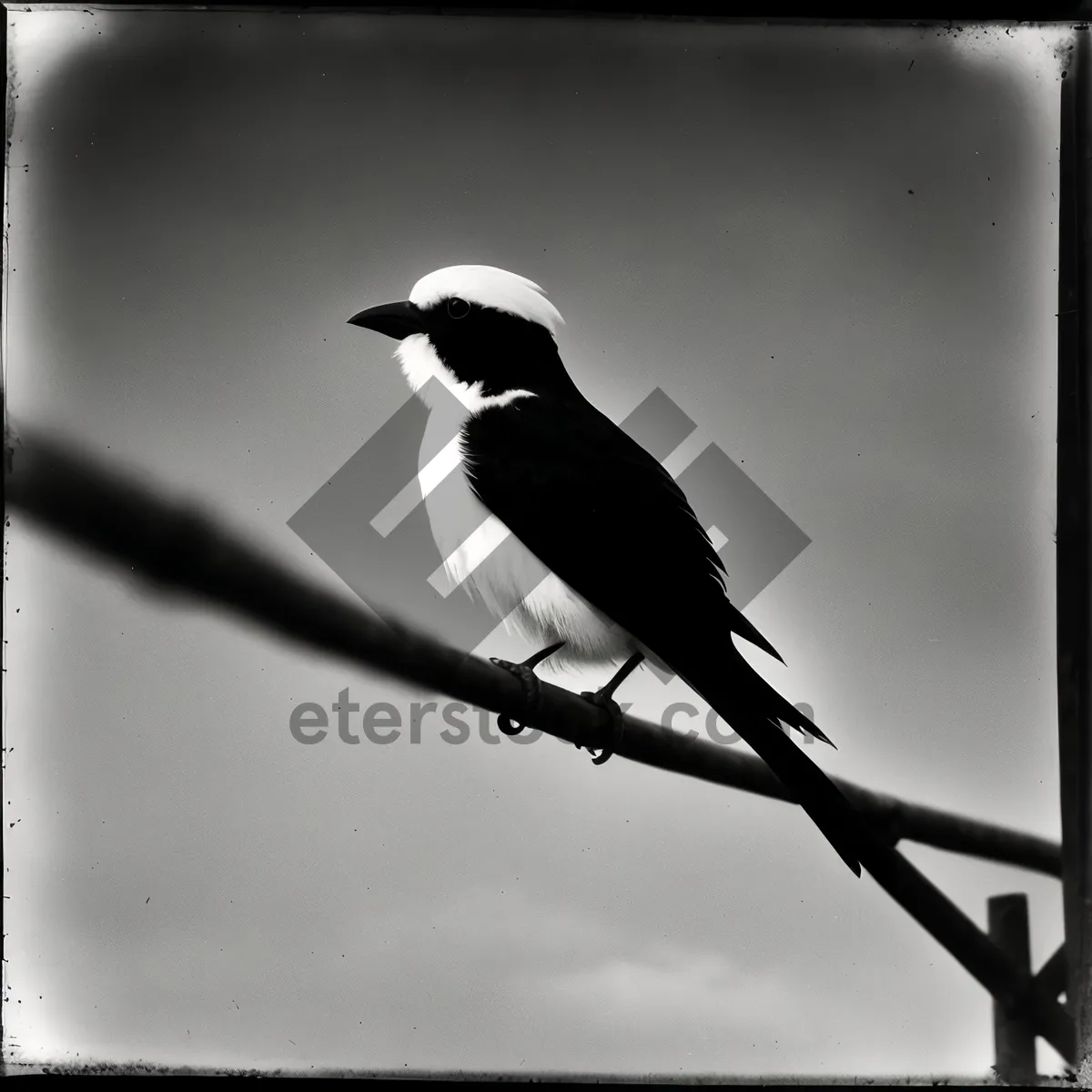 Picture of Wild Magpie perched on branch showcasing magnificent feathers