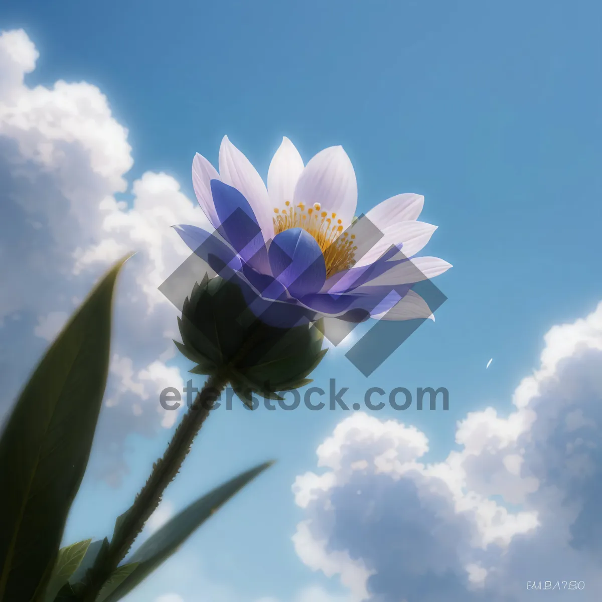 Picture of Yellow water lily in bloom at the pond