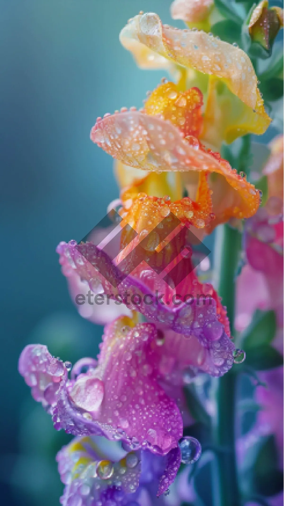 Picture of Spring Blooms: Desert Willow Toad Lily