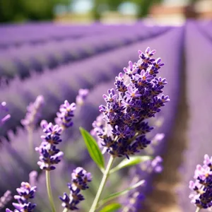 Lavender Garden Blooms: Aromatic Purple Floral Field in Summer