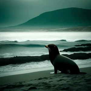 Playful Seal Lounging on Sandy Coastline