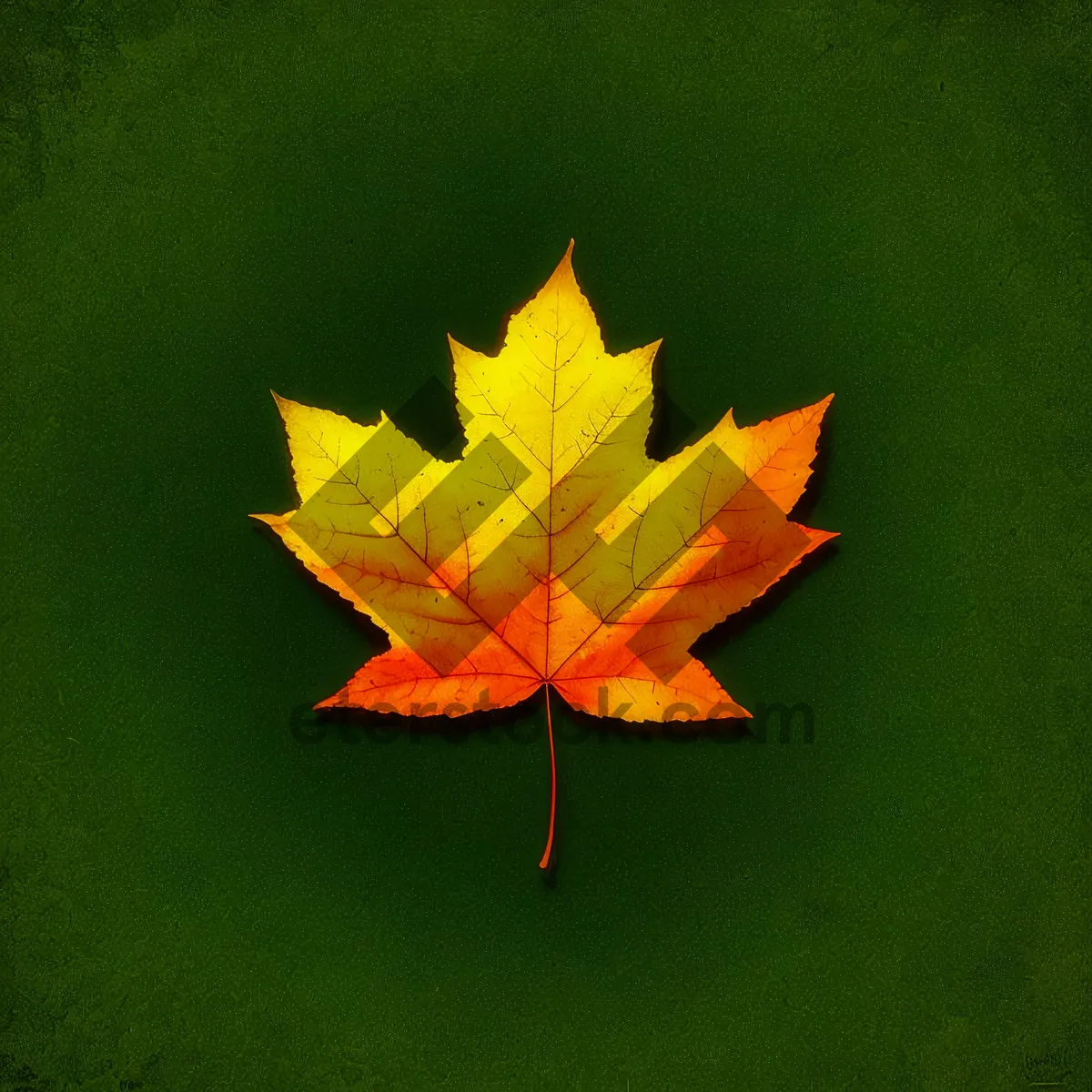 Picture of Vibrant Autumn Maple Leaf