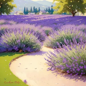 Blossoming lavender field in vibrant purple hues.