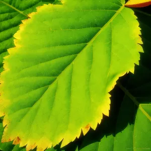 Vibrant Maple Leaves in Lush Forest