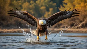 Bald eagle soaring in flight with spread wings