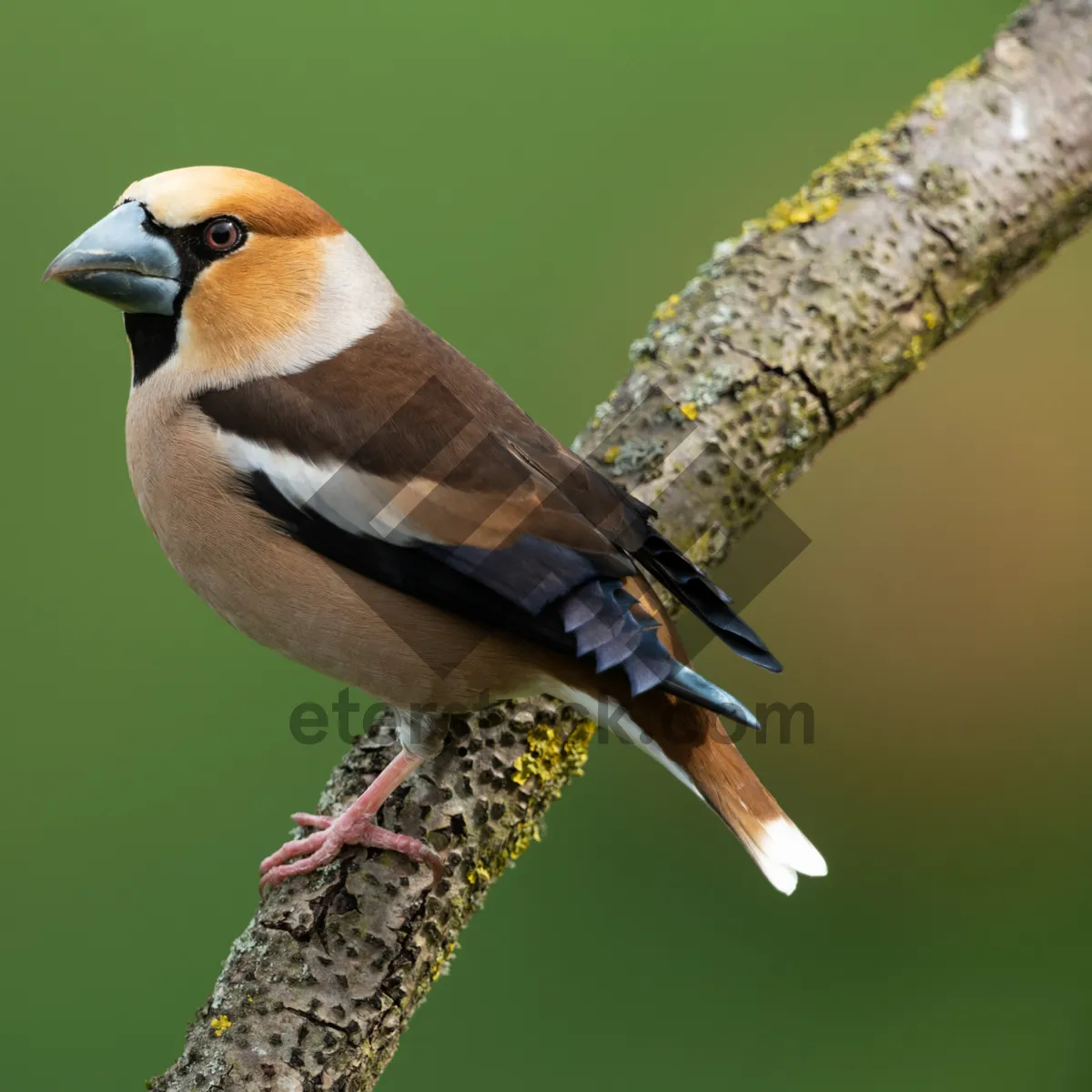 Picture of Cute little bird sitting on tree branch outdoors