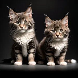 Adorable Tabby Kitten with Whiskers and Curious Eyes