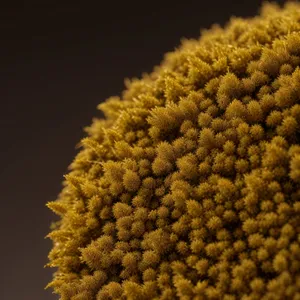 Yellow Dandelion Blooming in Natural Garden