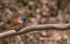 Outdoors wildlife bird with brown feathered wing.