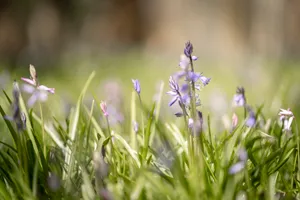 Wild Lavender Blooms in Rural Summer Landscape Field