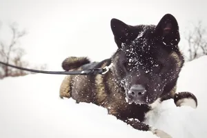 Cute Black Shepherd Dog In Winter Snowy Landscape