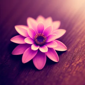 Blooming Lotus: Vibrant Pink Floral Petals in Full Bloom