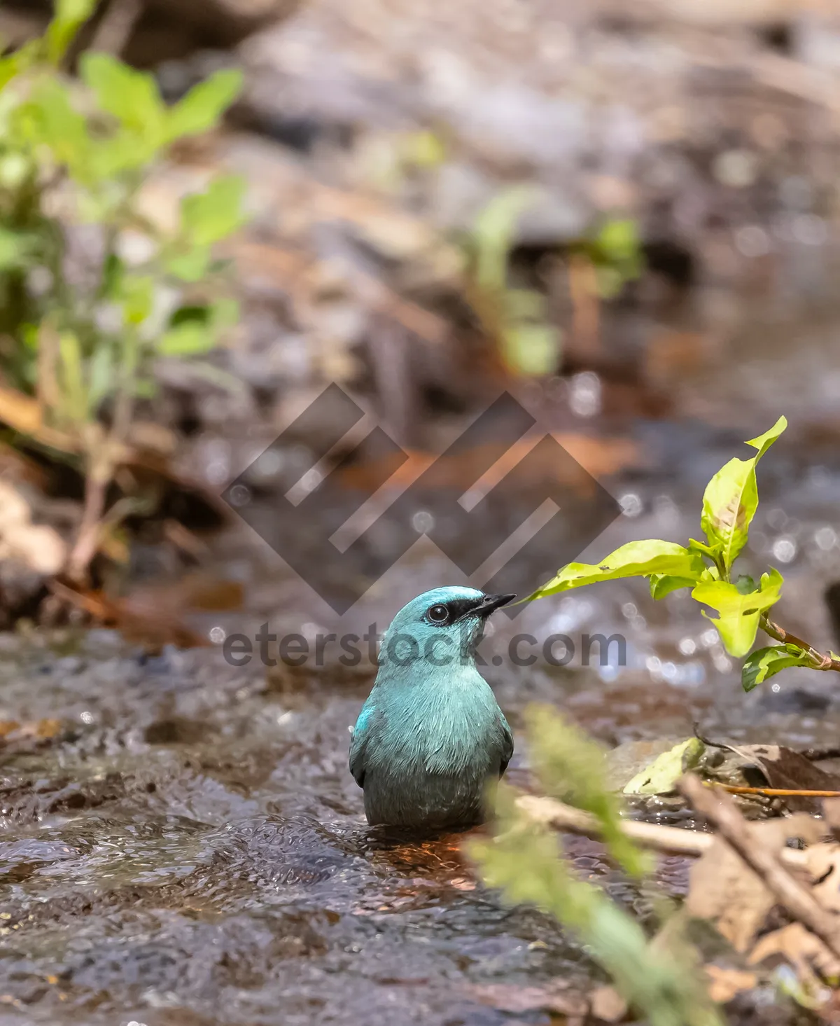 Picture of Avian warbler with beak and colorful feathers gaze.