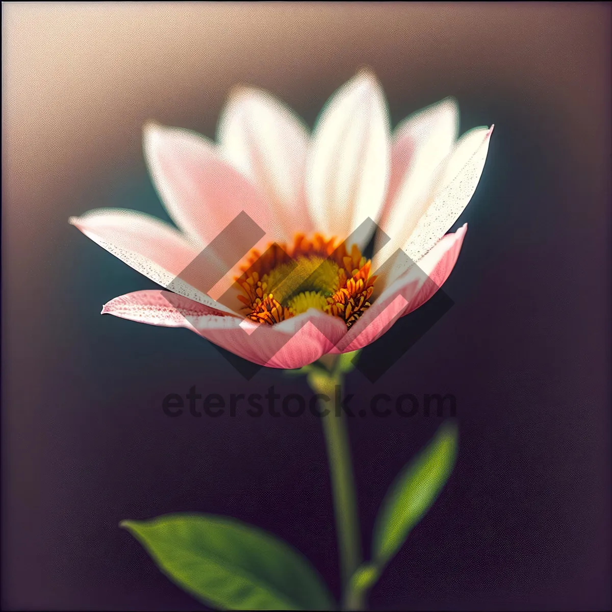 Picture of Blooming Pink Daisy in Garden