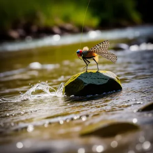 Dragonfly in the Wild: Majestic Arthropod on Water.