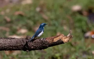 Black magpie bird in park perched on branch