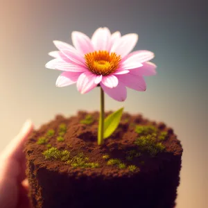 Serene Pink Daisy Blossom: Symbol of Spring's Floral Bliss