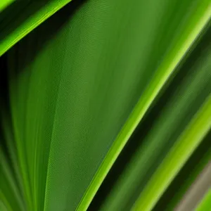 Vibrant leaf pattern on woody plant backdrop