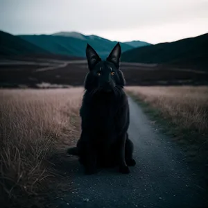 Serenity at the Sunset: Majestic Shepherd Dog in Scenic Landscape