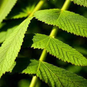 Vibrant green foliage in a wooded forest