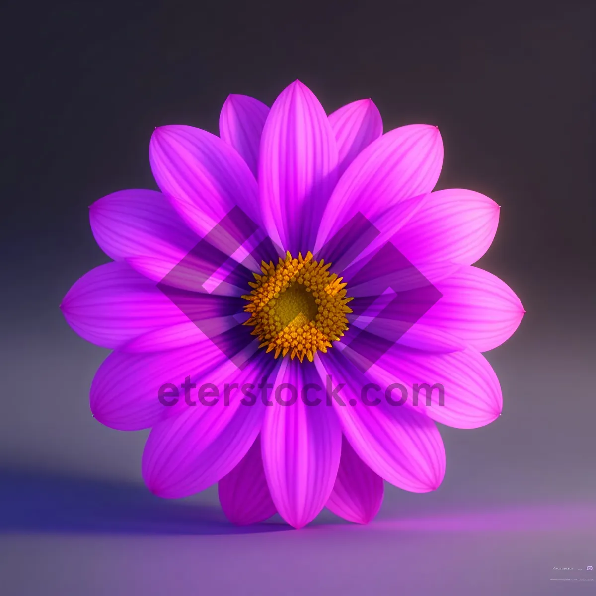 Picture of Vibrant Pink Daisy Blossom in Full Bloom