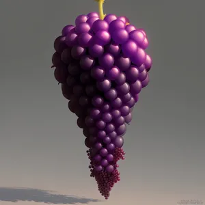 Fresh & Juicy Muscat Grape Cluster from Organic Vineyard