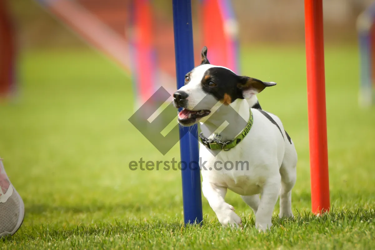 Picture of Dog is running slalom on his agility training on agility summer camp czech agility slalom.