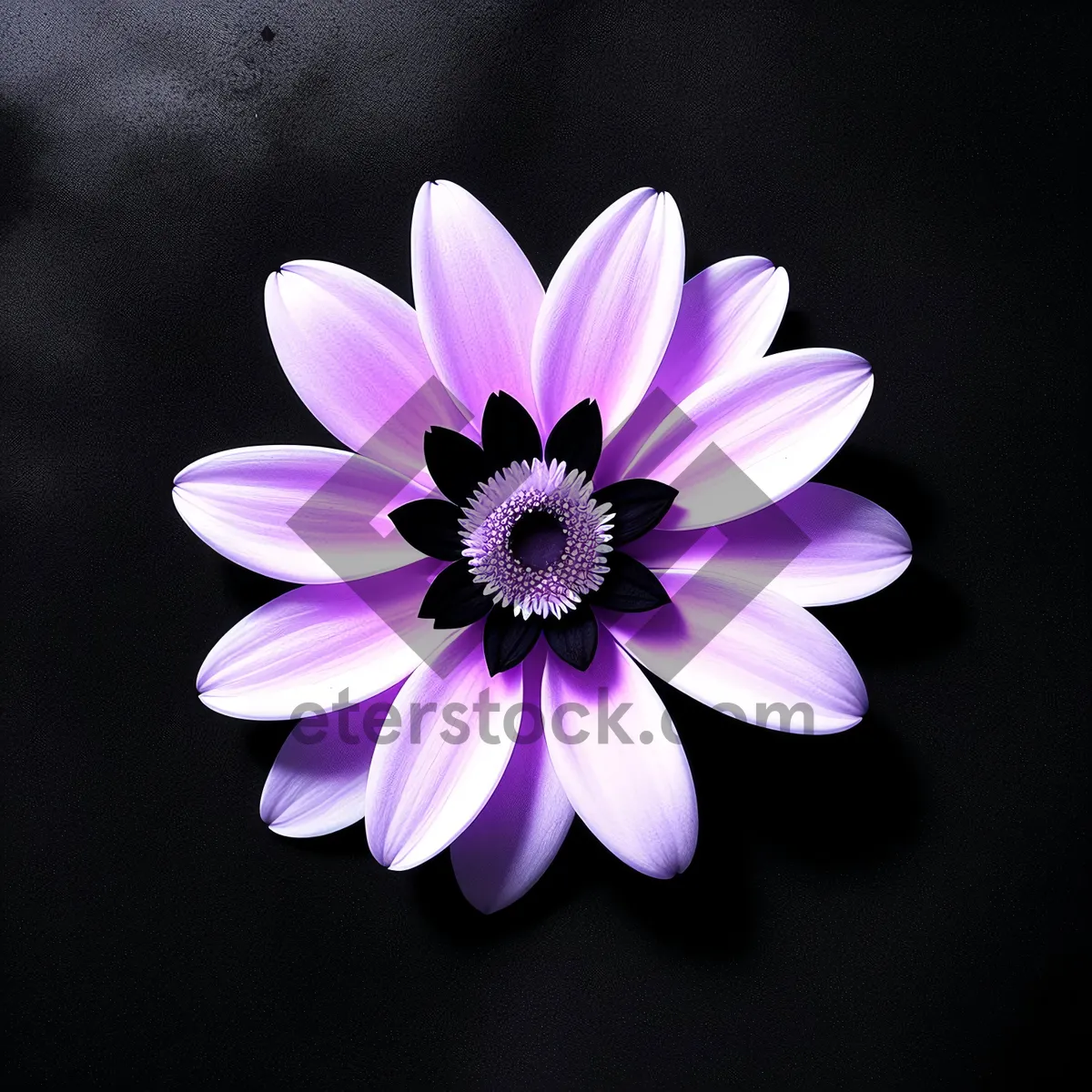 Picture of Daisy Blossom - Pink Petal Bloom