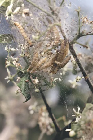 Tree Texture with Spider Web