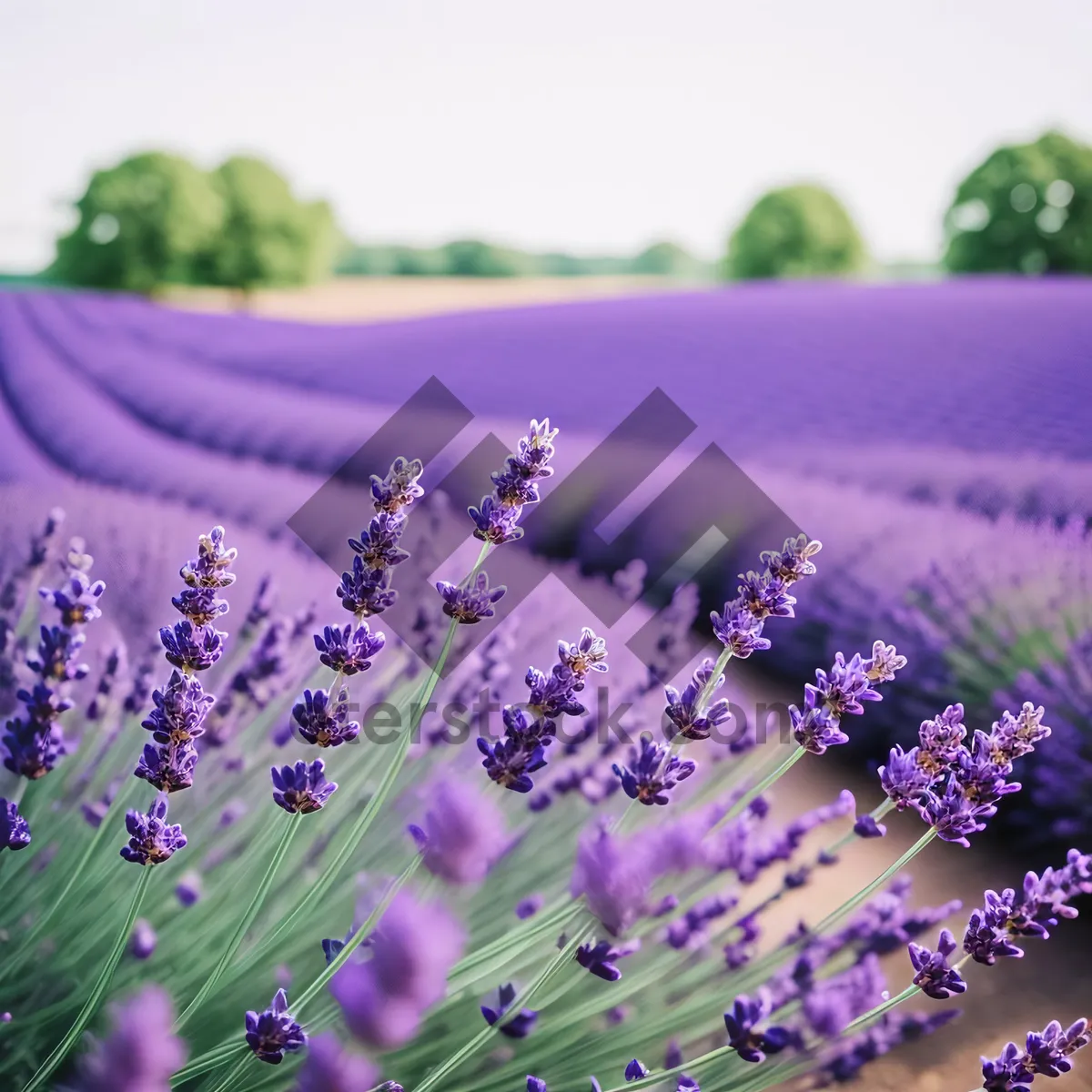 Picture of Vibrant Lavender Shrub in a Fragrant Field