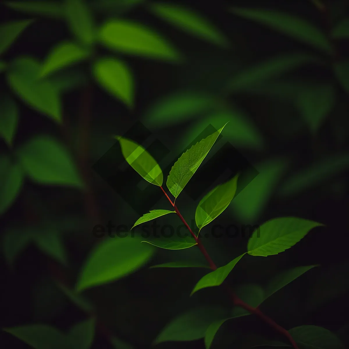 Picture of Fresh Spring Privet Leaf in Lush Garden