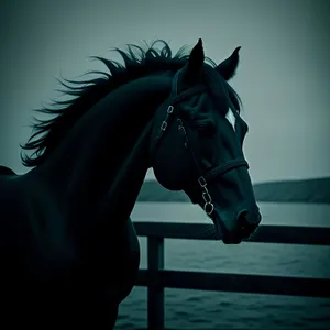 Stunning Thoroughbred Stallion in Equestrian Field
