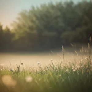 Golden Harvest: Bountiful Wheat Fields Under a Summer Sky