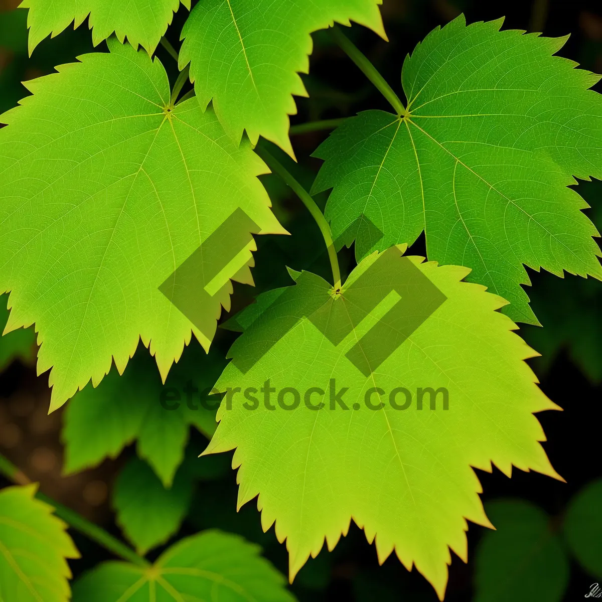 Picture of Vibrant Maple Tree Leaves in Sunlit Forest