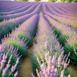 Colorful Lavender Flowers in a Purple Garden