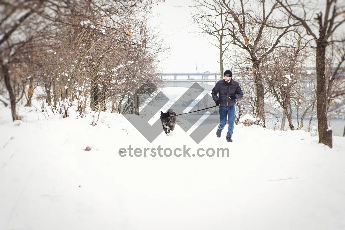 Picture of Winter Fun in Snowy Park: Skiing and Snowshoeing