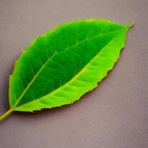 Vibrant Leafy Foliage in a Summer Garden